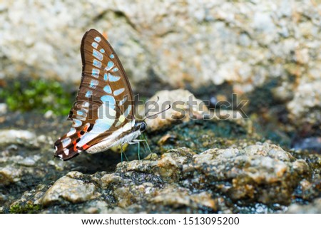 Beautiful colorful butterfly on the rock at the tropical forest reserve.