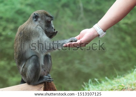 a picture that shows a monkey trying to be friendly to humans because it needs food.
monkeys will come out of their habitat if their food needs are not met at their place of residence
