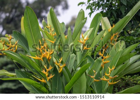 Heliconia is a genus of flowering plants in the family Heliconiaceae.
Common names for the genus include lobster-claws, toucan peak, wild plantains or false bird-of-paradise.