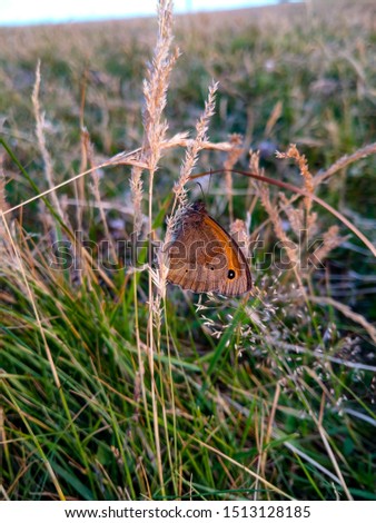 A brown butterfly resting on a dried grass stalk
