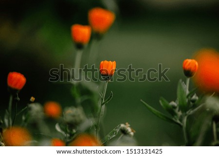 orange calendula flowers on a green background
