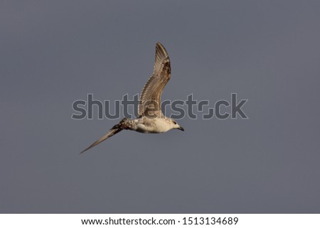 Beautiful images of young specimens of Great Gull with a black back as they fly.