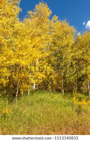 Golden aspen trees in a meadow in Colorado