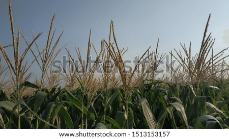 

A selective focus picture of corn cob in organic corn field.