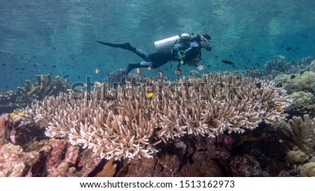 The diver fly on the beautiful tips of the coral. Munda (Solomon Islands)
