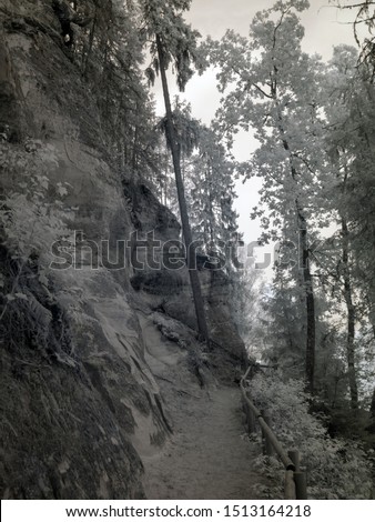 infrared photo of river view and Sietiniezis sandstone cliff, beautiful white trees and wooden footpaths, picture taken with specially adapted infrared camera, Latvia