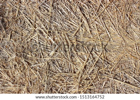 texture of dry hay, mowed dry grass texture