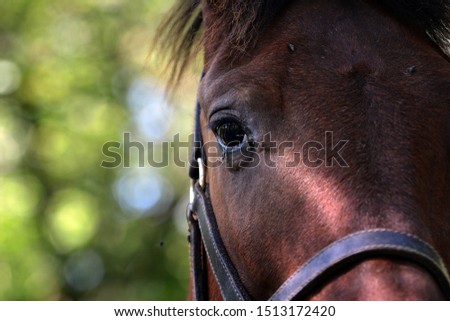 Beautiful eye of brown horse, close-up