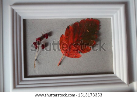 bright red autumn leaves in white frame for decoration and present 