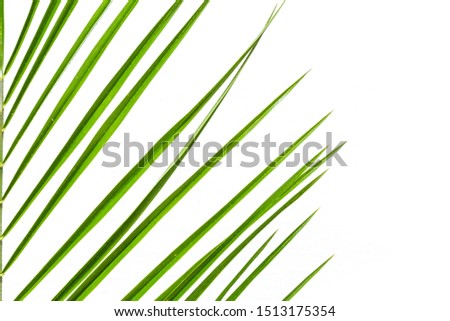 Floral flat lay, tropical fern leaves, jungle leaves floral pattern on a white background