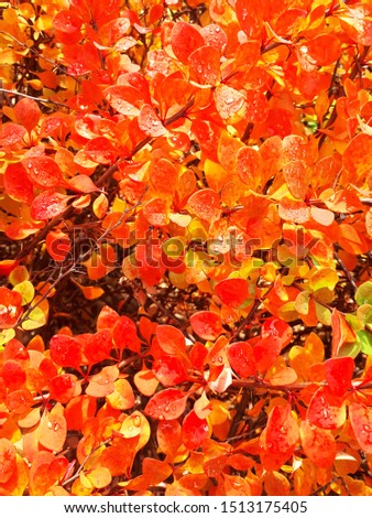 Red autumn leaves on the branches of a bush, top view, close-up.