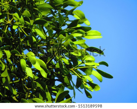 plant of common mistletoe, Viscum album