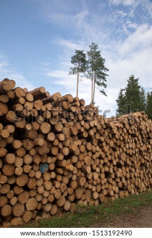 Pile of felled pine wood in forest, felled illegally from protected area, Pärnu county, Estonia
