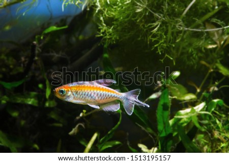 young and healthy male Congo tetra, Phenacogrammus interruptus, endemic of African Congo river basin, swim in biotope aquarium and show its natural colors, easy to keep ornamental fish