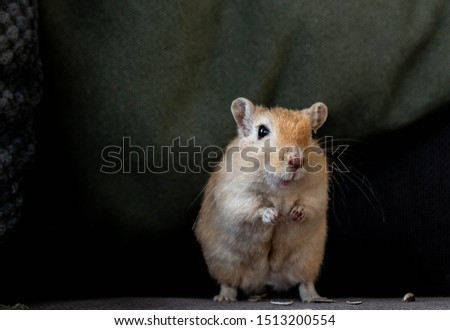 Picture of a happy gerbil