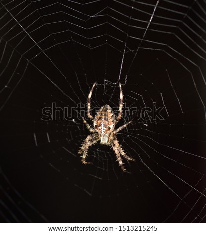 
Cross Orb-Weaver Spider on is web