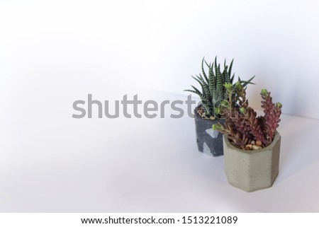 Succulents in concrete flower pots top view. Indoor plants isolated on a white background. Copy space web banner for design