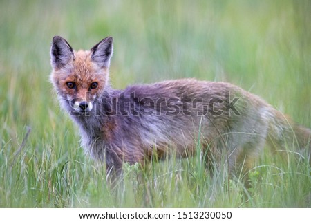 Red fox hunting in the grass