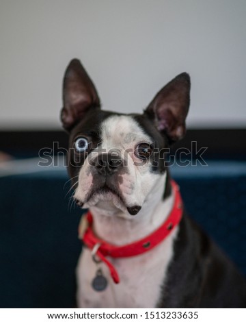 boston terrier staring at camera