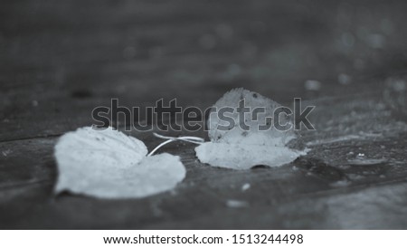 autumn background two leaves of Linden on the wooden boards of the stage damp from the rain close-up black-white