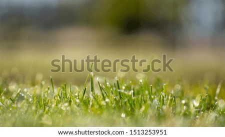 Lawn grass in ice, macro photo. Cooling concept.