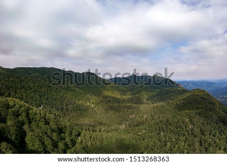 Vertical aerial view of spruce and fir forest (trees) and meadow, Slovenia.