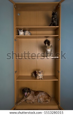 Beautiful cats and dogs sitting on the different chelfs inside the empty wardrobe. 