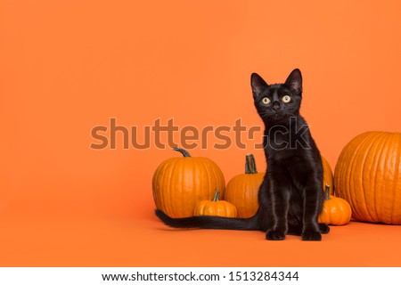 Pretty black cat between orange pumpkins on an orange background