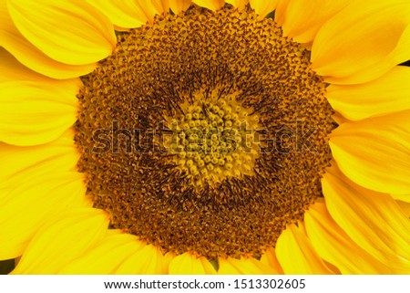 macro of a sunflower as background picture