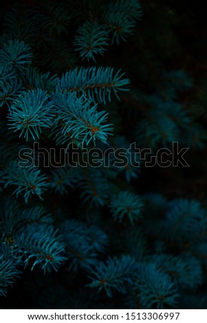 Christmas tree branshes close-up.Abstract nature background