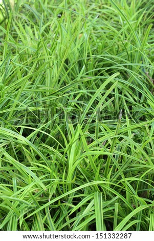 green grass texture plant background