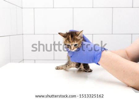 Checkup and treatment of a kitten by a doctor at a vet clinic isolated on white background, vaccination of pets and ear checking.