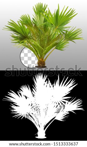 Tropical plant with lush green foliage. Exotic vegetation isolated on transparent background via an alpha channel. Palm leaves. Jungle plant. High quality mask for professional digital composition.