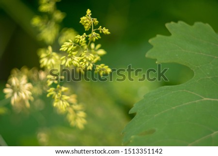 Beautiful green background with macleaya cordata flower. Dangerous, but fragile, garden decoration