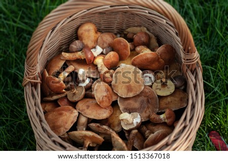 Harvest. Bolete mushrooms in a basket on beautiful green grass background. Natural light reflections. Close up. Top view. Horizontal picture.