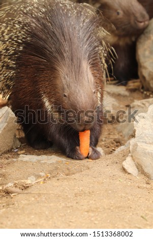 Indian porcupine (Hystrix indica) holding carrot in front legs and feeding that. Also known as Indian crested porcupine. Second animal in background. Animals in captivity. Habitat Asia.