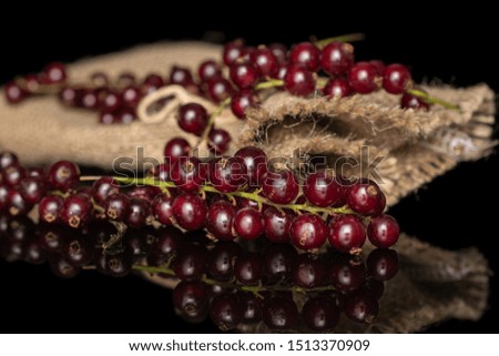 Lot of whole fresh dark redcurrant on jute bag isolated on black glass