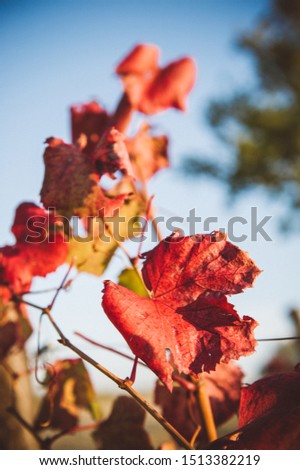  vine leaves in autumn, chianti, tuscany, italy