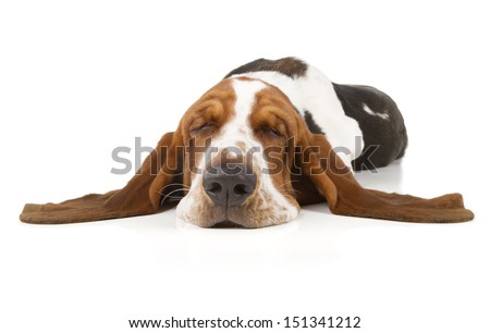 Basset Hound isolated on white background Royalty-Free Stock Photo #151341212