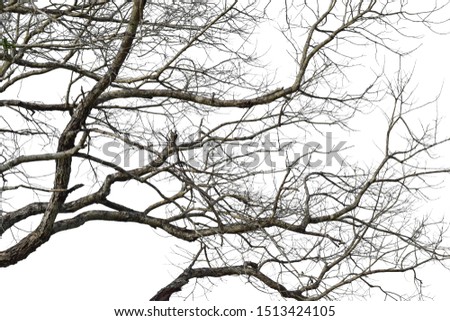 Dry tree branch isolated on white background. Object with clipping path.