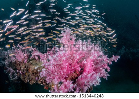Polyps of soft corals and a shoal of yellow stripe scad at the artificial reef divesite, andaman sea in dark water conditions.