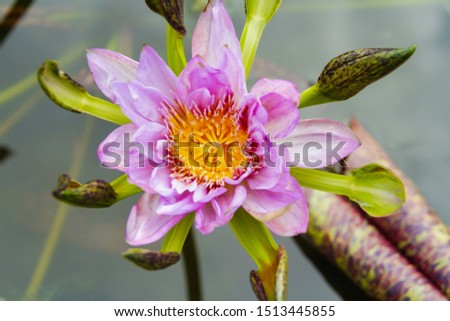 pink lotus call science name is  NYMPHAEACEAE  on water in pond