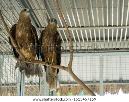 A pair of Changeable Hawk - eagle standing on a branch