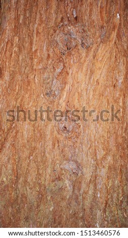 Coast redwood (Sequoia sempervirens) trunk texture