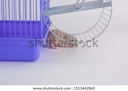 Domestic rodents closeup. A rat sits under the wheel in a cage. Mouse in front of his house.