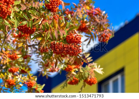 red Rowan in the autumn tree