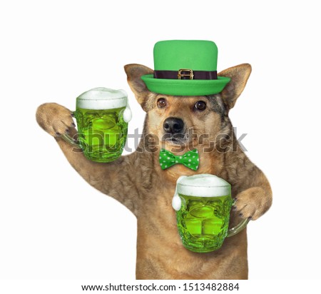 The dog in a green hat with two mugs of beer celebrates St. Patricks Day. White background. Isolated.