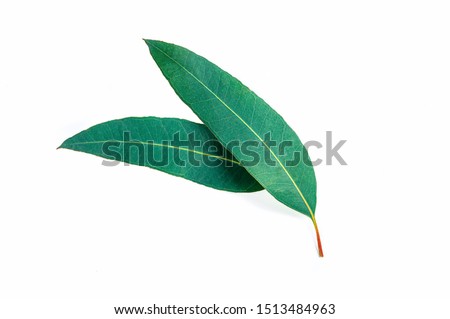 Eucalyptus green leaves isolated on white background. top view
 Royalty-Free Stock Photo #1513484963