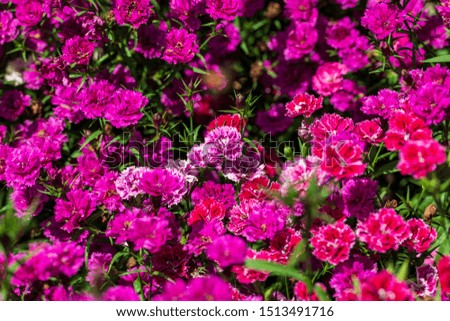 Bright Pink dianthus flowers at the Carnival of Flowers in Toowoomba, Queensland, Australia.