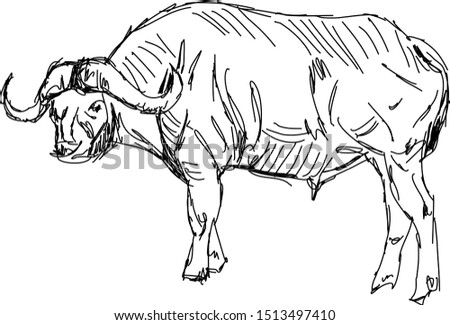 Buffalo drawing, illustration, vector on white background.